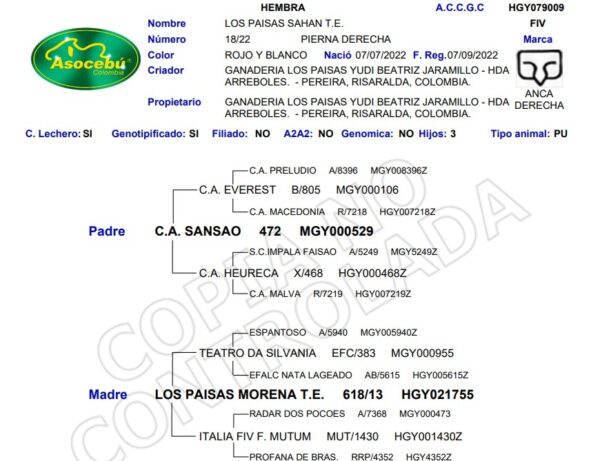 LOS PAISAS SAHAN T.E. 18/22 screenshot 2025 12 19 152121