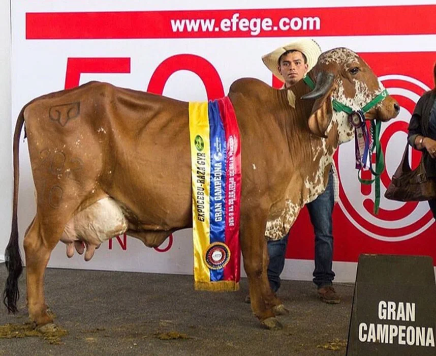 ganado gyr y girolando 001