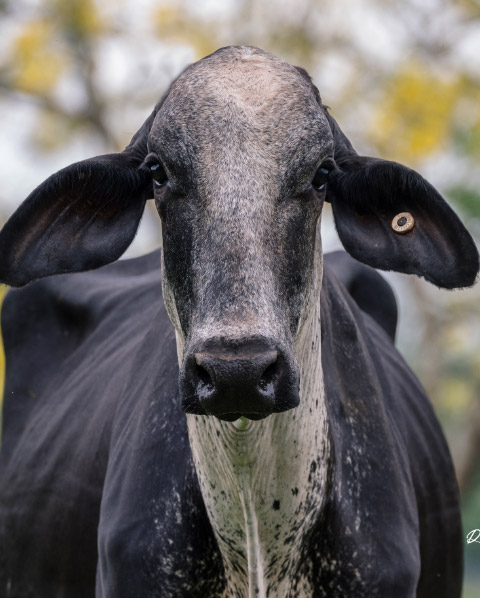ganado gyr y girolando 2