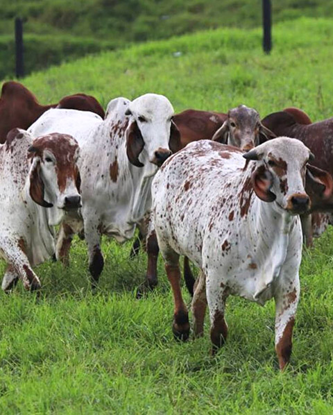 ganado gyr y girolando 4