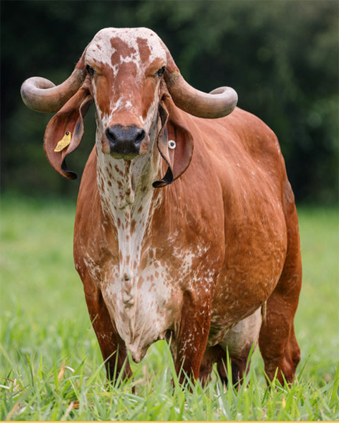 ganado gyr y girolando