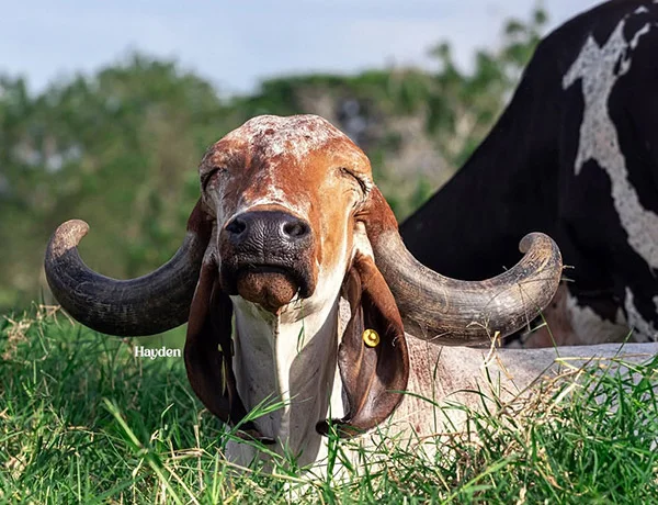 ganado los paisas 02